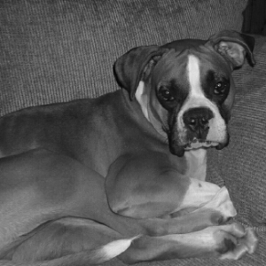 Apollo!
