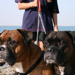 Loki & Buster