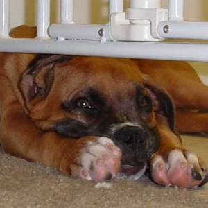 Are those boxing gloves or paws?