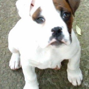 Saffy