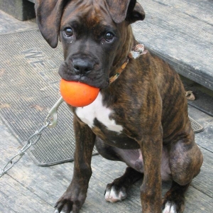 Fetch Please...