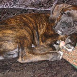 tuckered out!