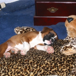 dexbed1