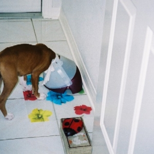 BOXER VACUUM