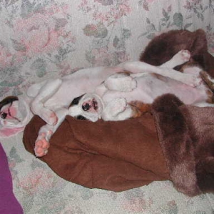 sleeping_puppies