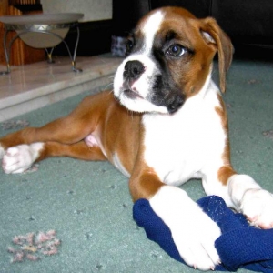 Louie playing with sock