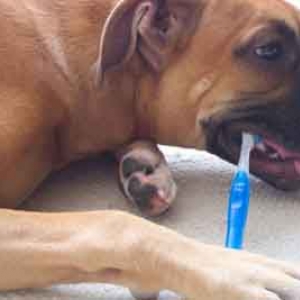 toof brushing