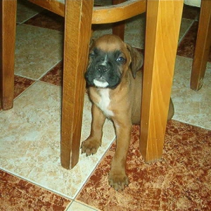 Le beau chien est sous la table