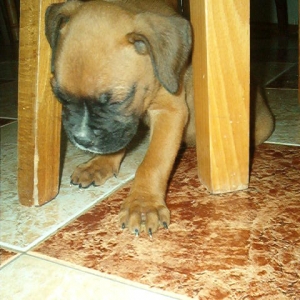 Under the table