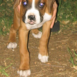 Gustav at 9 weeks