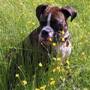 Buttercups