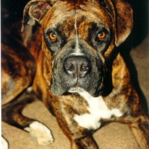 My boy Bosco