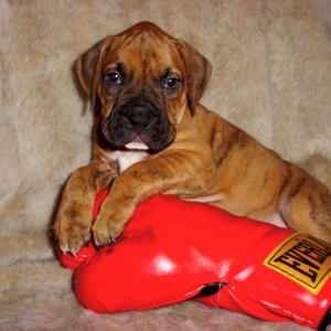Brutus Boxer