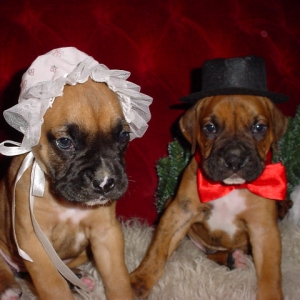 Christmas pups