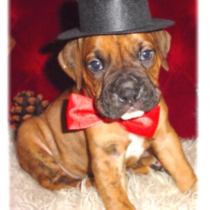 Top Dog Brutus