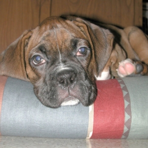 Tired puppy