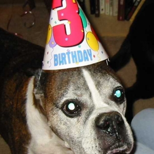 Party Animal