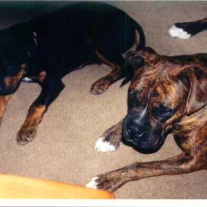 Bosco and Zeus