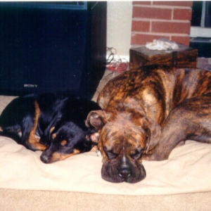 Bosco and Zeus asleep by the fire