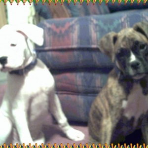 Takoda & Bo