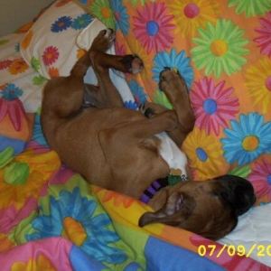 Roxy's favorite way to sleep