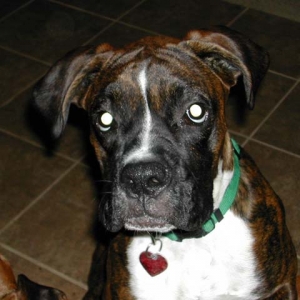 My new foster baby