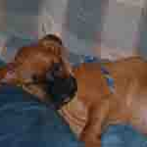 pic_for_boxerworld