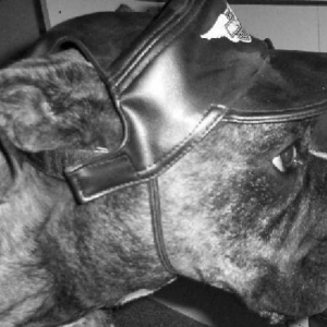 Easy Rider