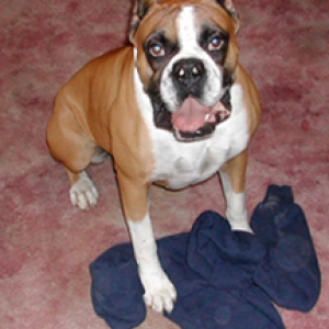 Dozer with his tug of war sweat shirt.