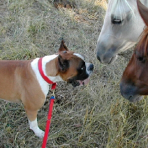 Dozer with his new Neighbors