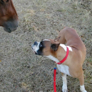 Dozer and 1 of his neighbors