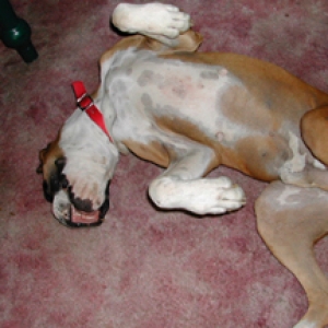 Dozer going about half crazy,