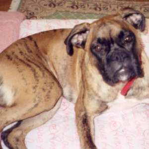 martin_on_the_bed