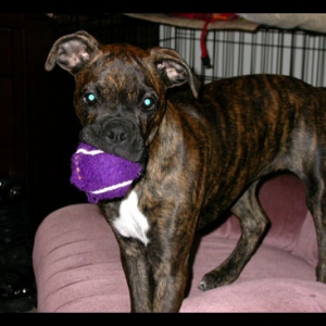 my favorite ball
