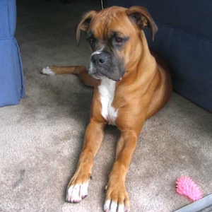 Apolo 7 months