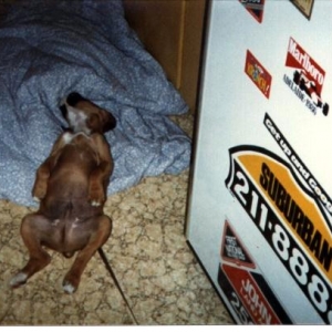 Taison as a pup