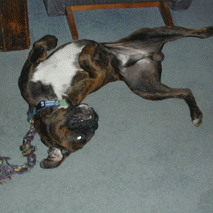 Vegas being silly