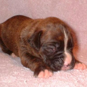 Brindel Girl #2