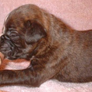 Brindle Girl #3