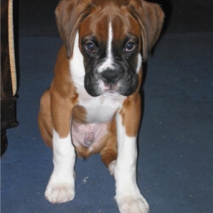 Dexter