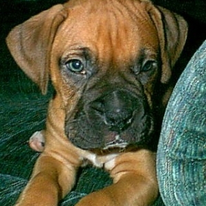 New Puppy Bizo