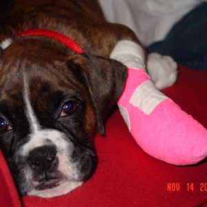 Poor Sadie