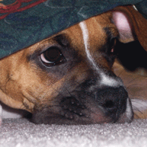 In Hiding Spot
