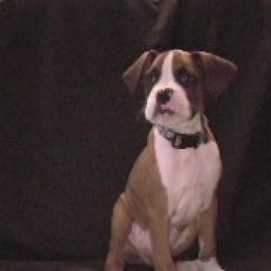 Dexter @11 wks2