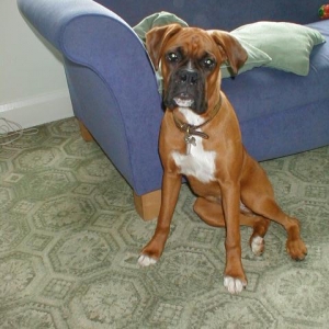 Rizzo1