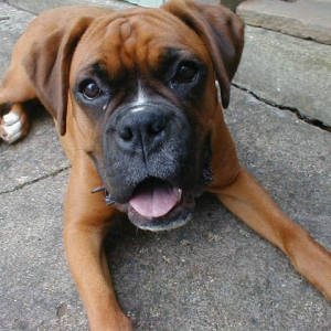 rizzo7