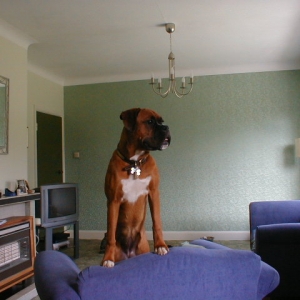 rizzo10