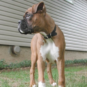 Finley_profile