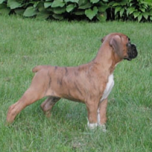 Finley