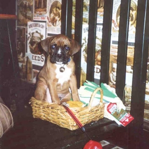 Tonka in his basket